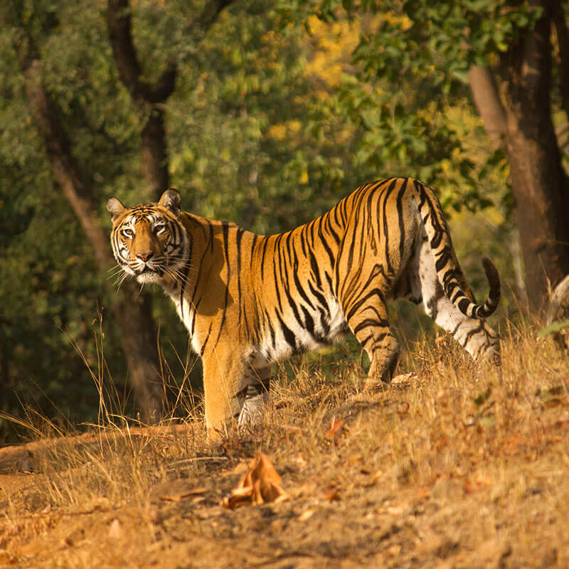 Tiger Spotted in Satpura Tiger Reserve - Madhai Riverside Lodge